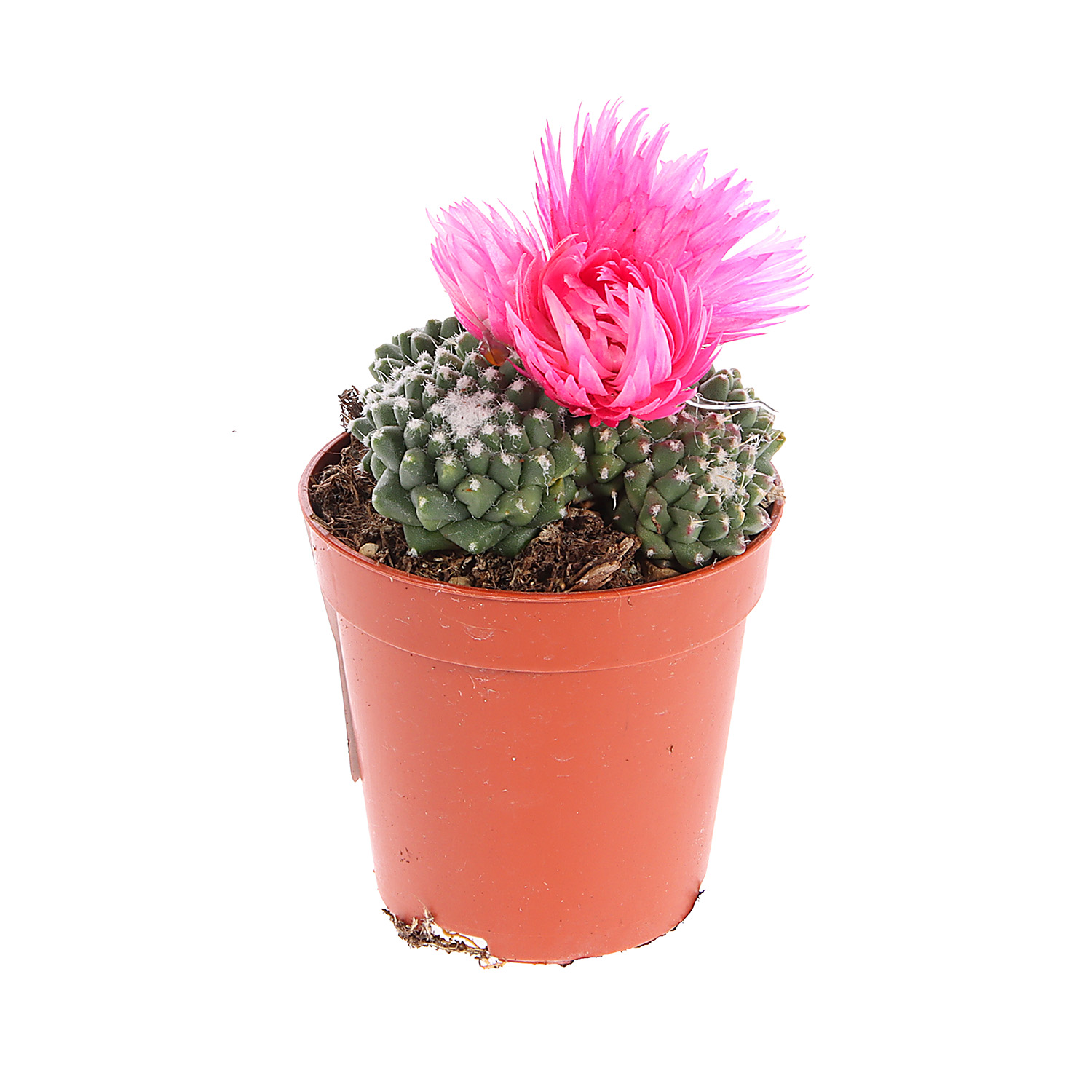 Кактус микс с сухоцветами D6 H8* 1/20