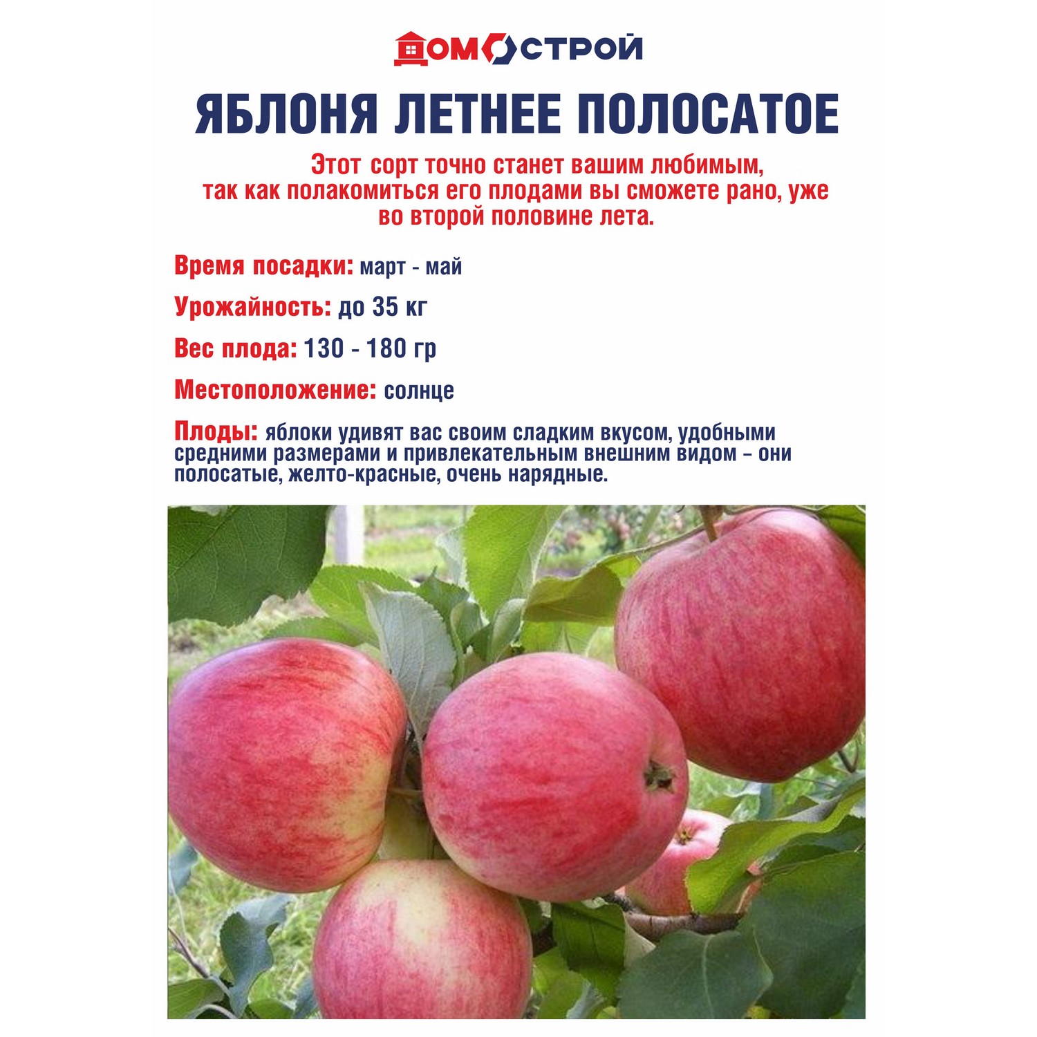 Яблоня Летнее полосатое Саженец 2 года Высота саженца   100-120см