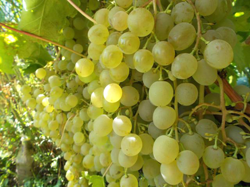 Виноград Краса севера