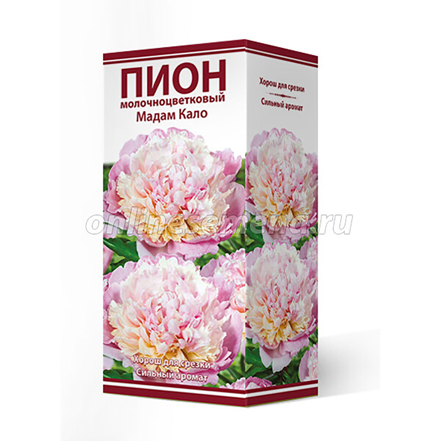 Пион молочноцветковый Мадам Кало 2-3/Кор Пион молочноцветковый Мадам Кало 2-3/Кор