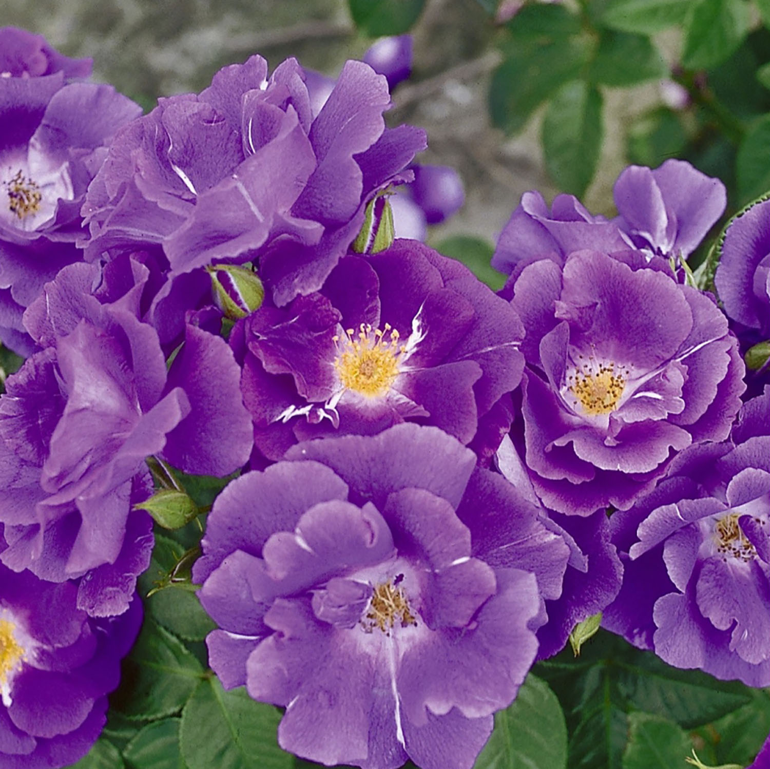 Роза парковая Рапсоди ин Блю Роза парковая Рапсоди ин Блю