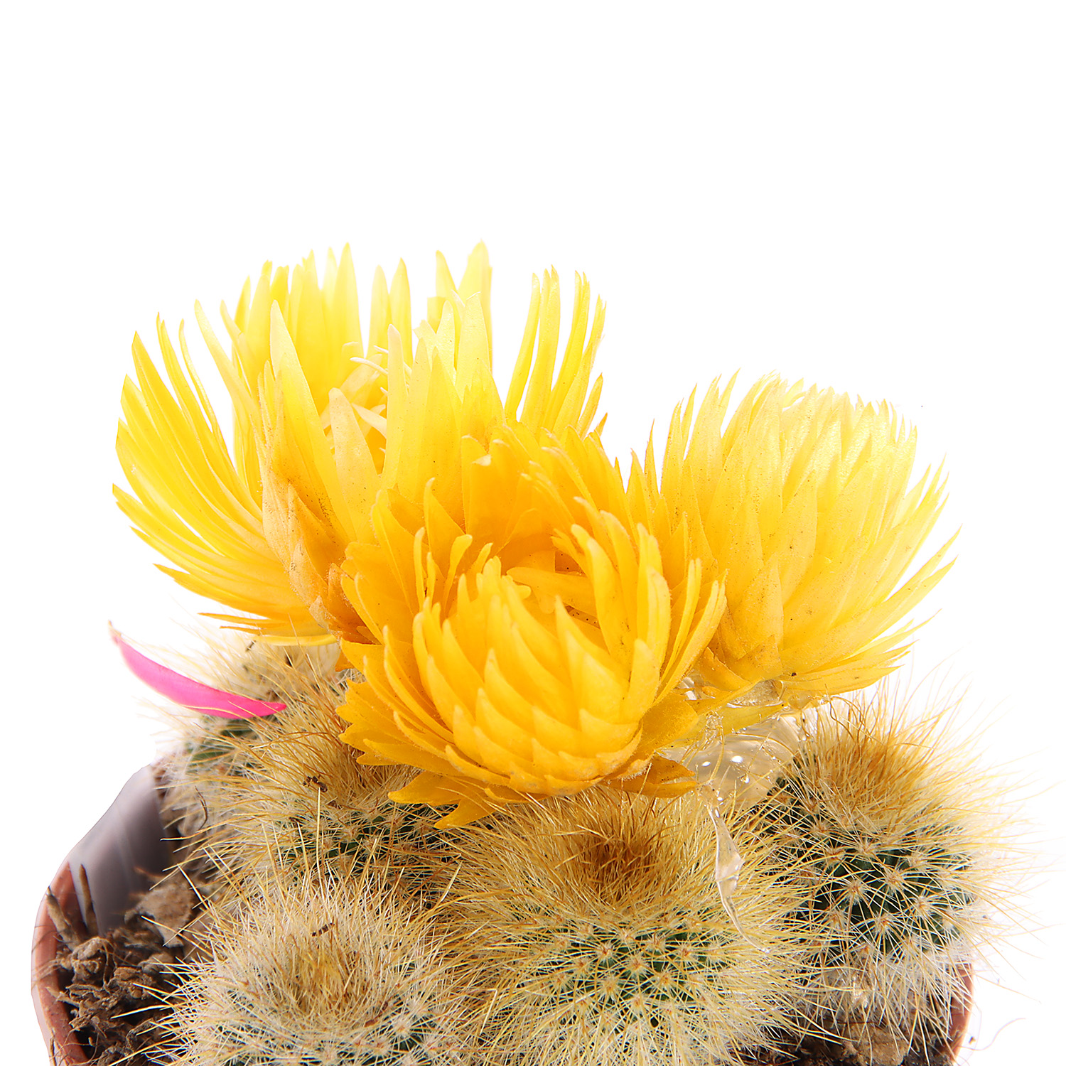 Кактус микс с сухоцветами D6 H8* 1/20