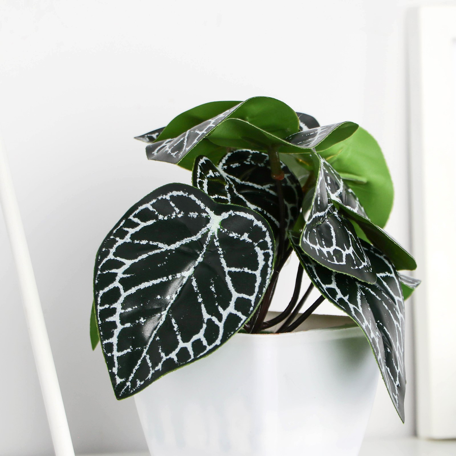 Бонсай в горшке "Фитония" 7х13 см  9789705