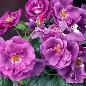 Роза парковая Рапсоди ин Блю Роза парковая Рапсоди ин Блю