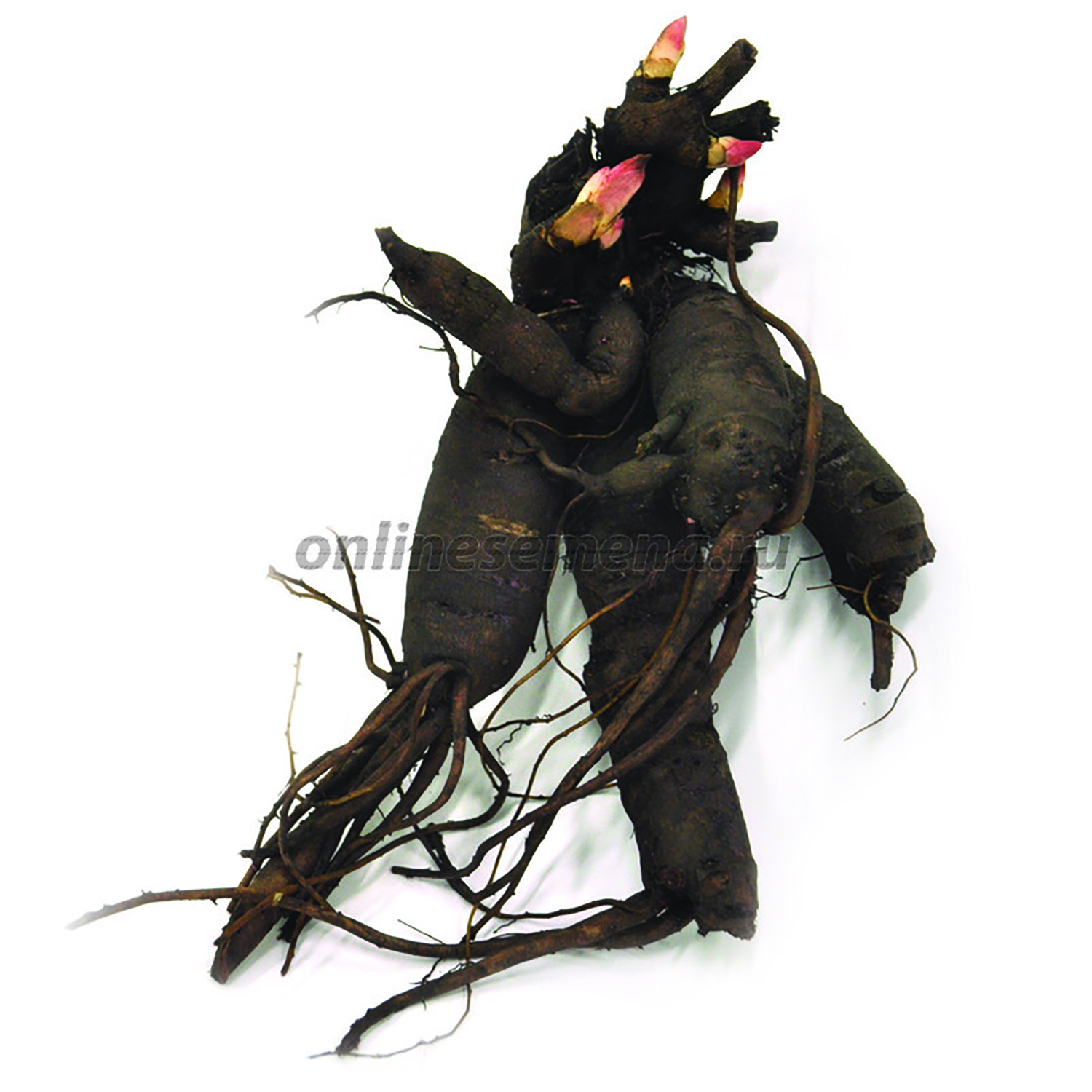 Пион молочноцветковый Мадам Кало 2-3/Кор Пион молочноцветковый Мадам Кало 2-3/Кор