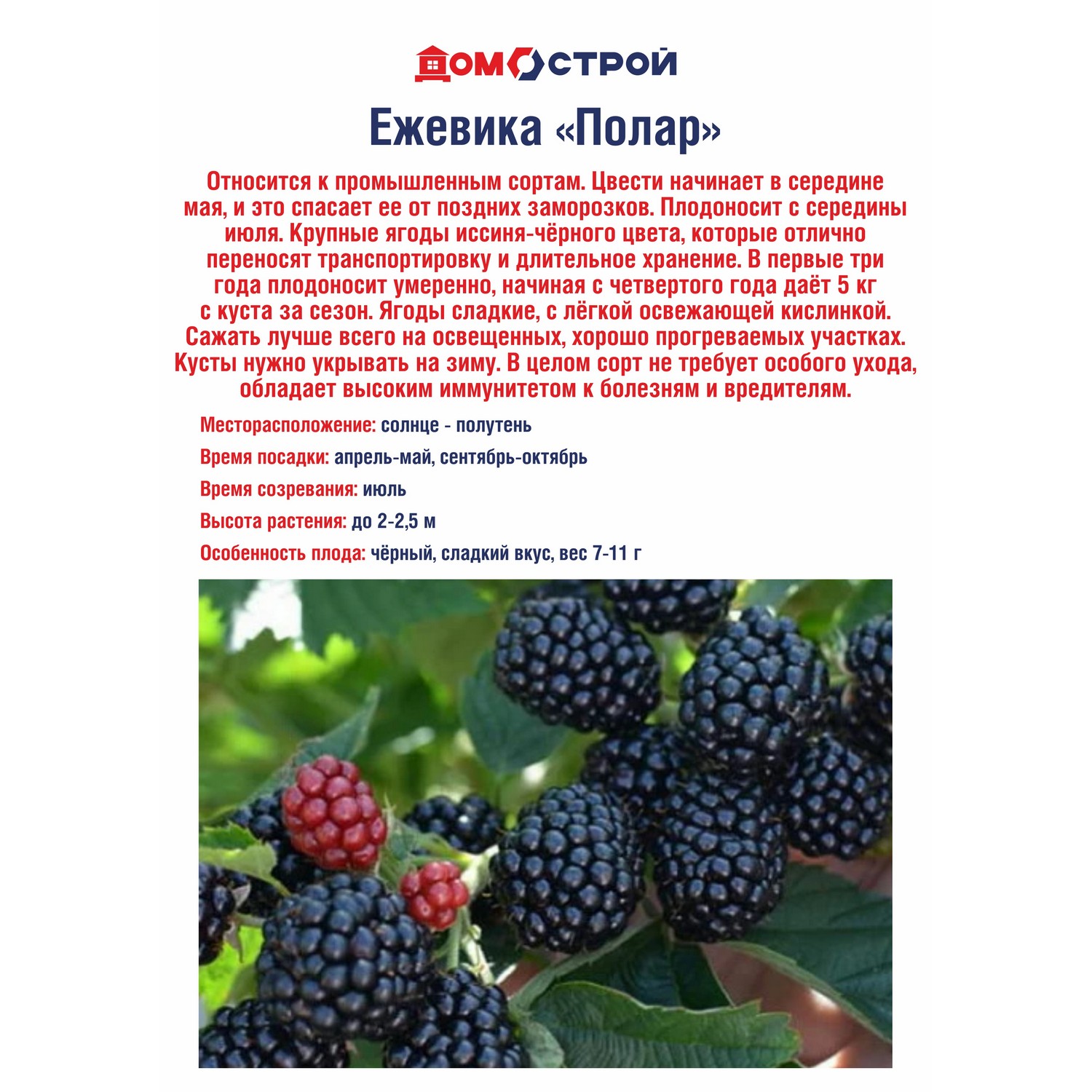 Ежевика Полар