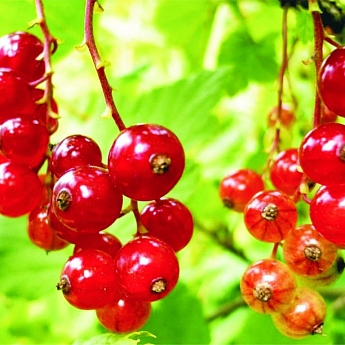 Смородина красная Уральский Сувенир  Высота саженца   40-70см  на кусте 2-3 ветки