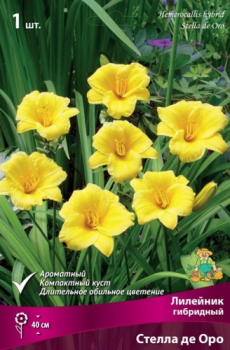 Лилейник гибридный Стелла де Оро/К