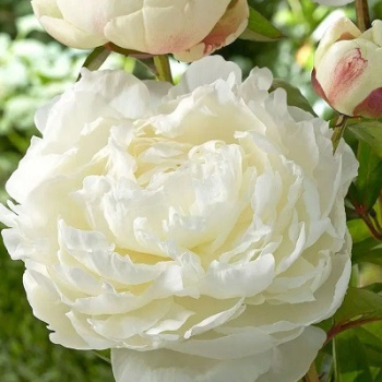 Пион Элиза Сасс 1шт / Paeonia Elsa Sass