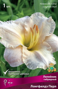 Лилейник гибридный Лонгфилдз Перл/ 1 шт