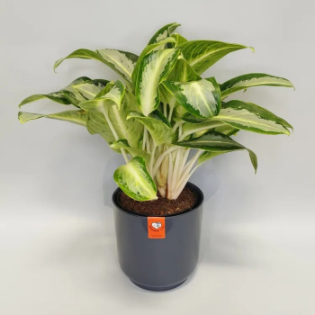 Кашпо пластм. "Дельта" 6,4л d верха 220мм h190мм со вставкой Антрацит Д22-12 *1/3