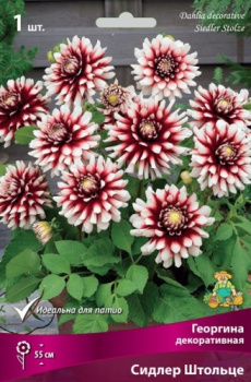 Георгина декоративная Сидлер Штольце IК