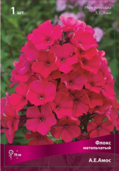 Флокс метельчатый А.Е.АмосК