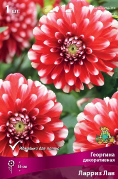 Георгина декоративная Ларриз Лав I/К