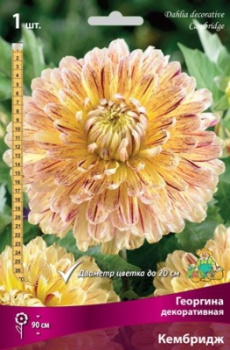 Георгина декоративная Кембридж IК